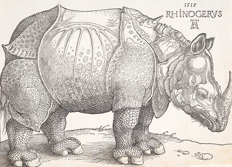 The rhinoceros
